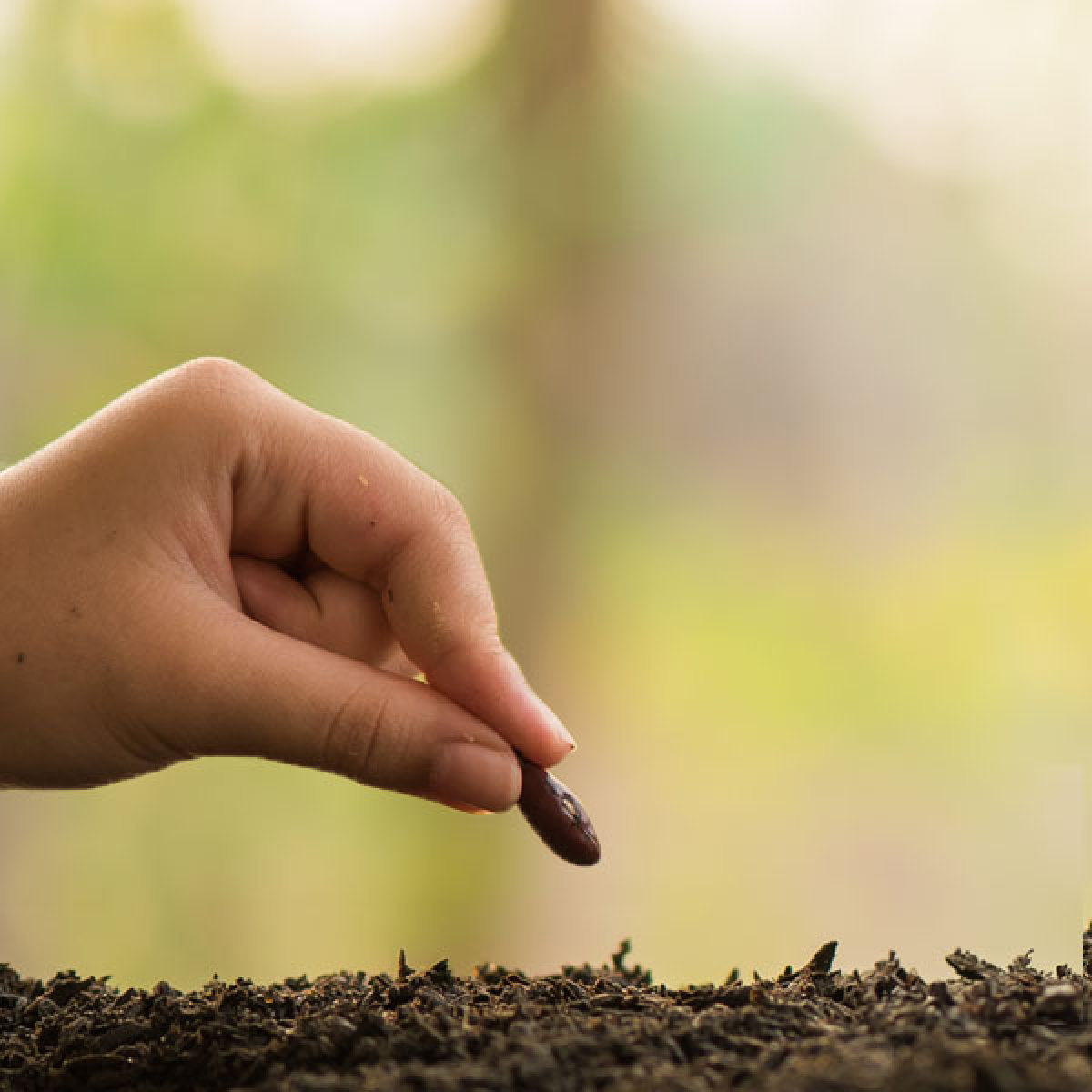 image of the NutriGenesis® planting process