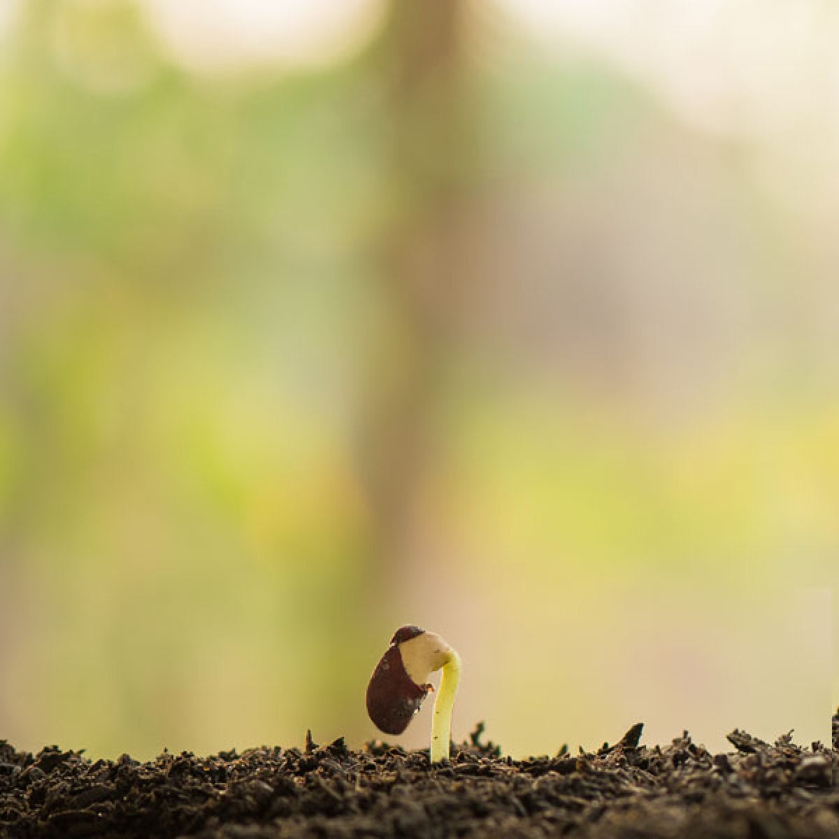 image of the NutriGenesis® germination process