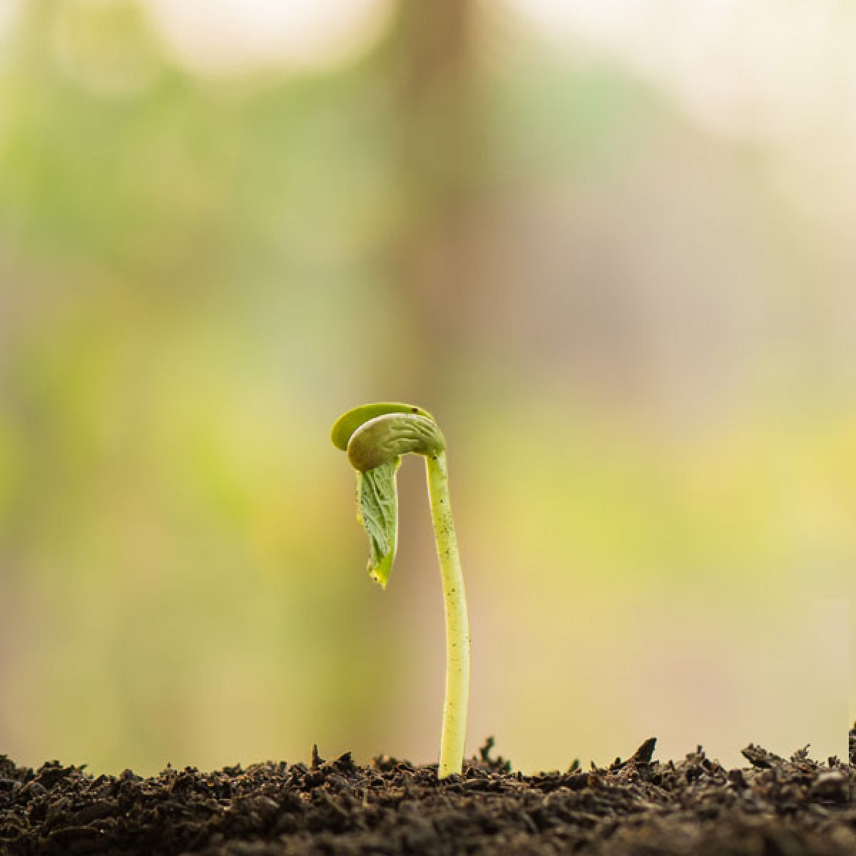 image of the NutriGenesis® growth process