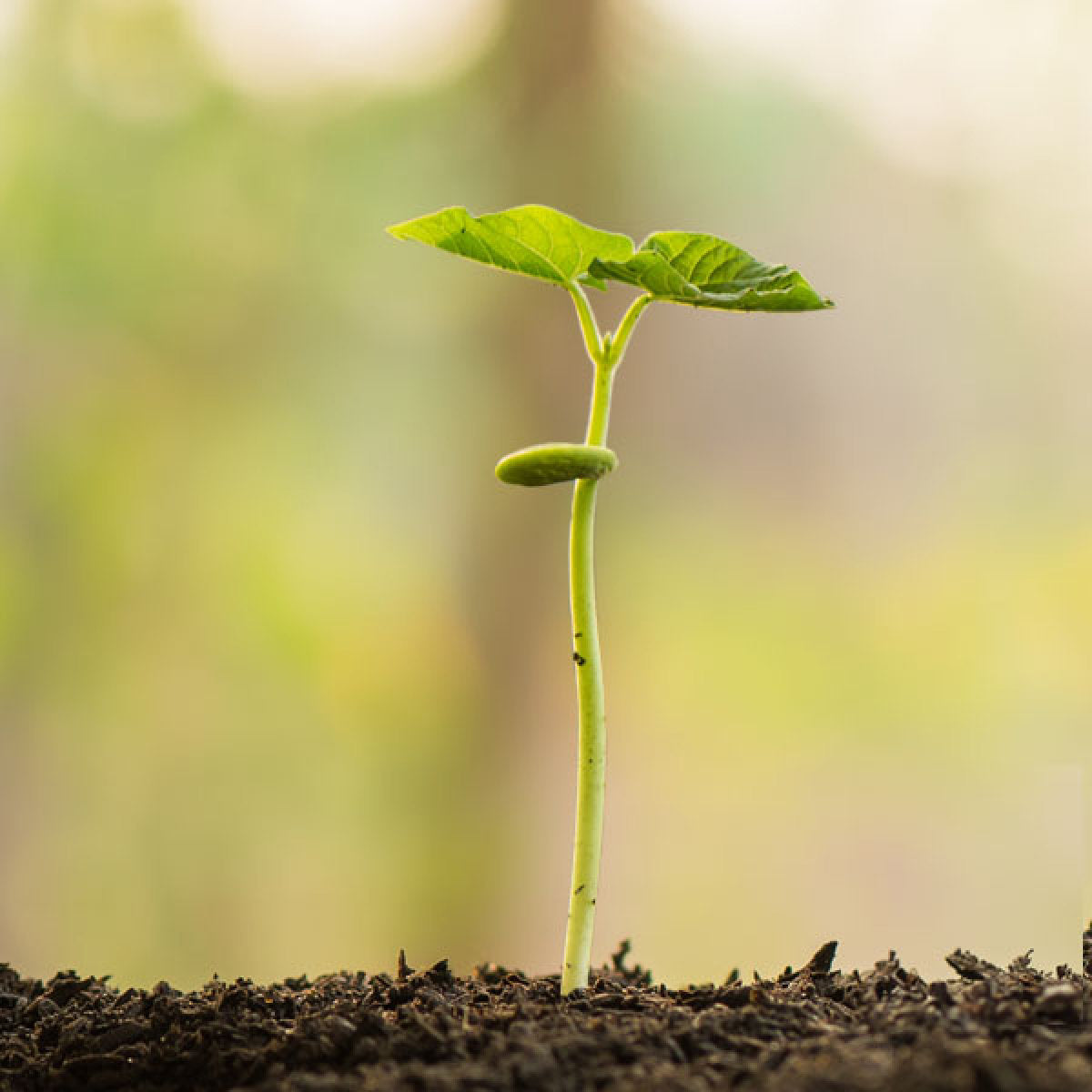 image of the NutriGenesis® harvest process