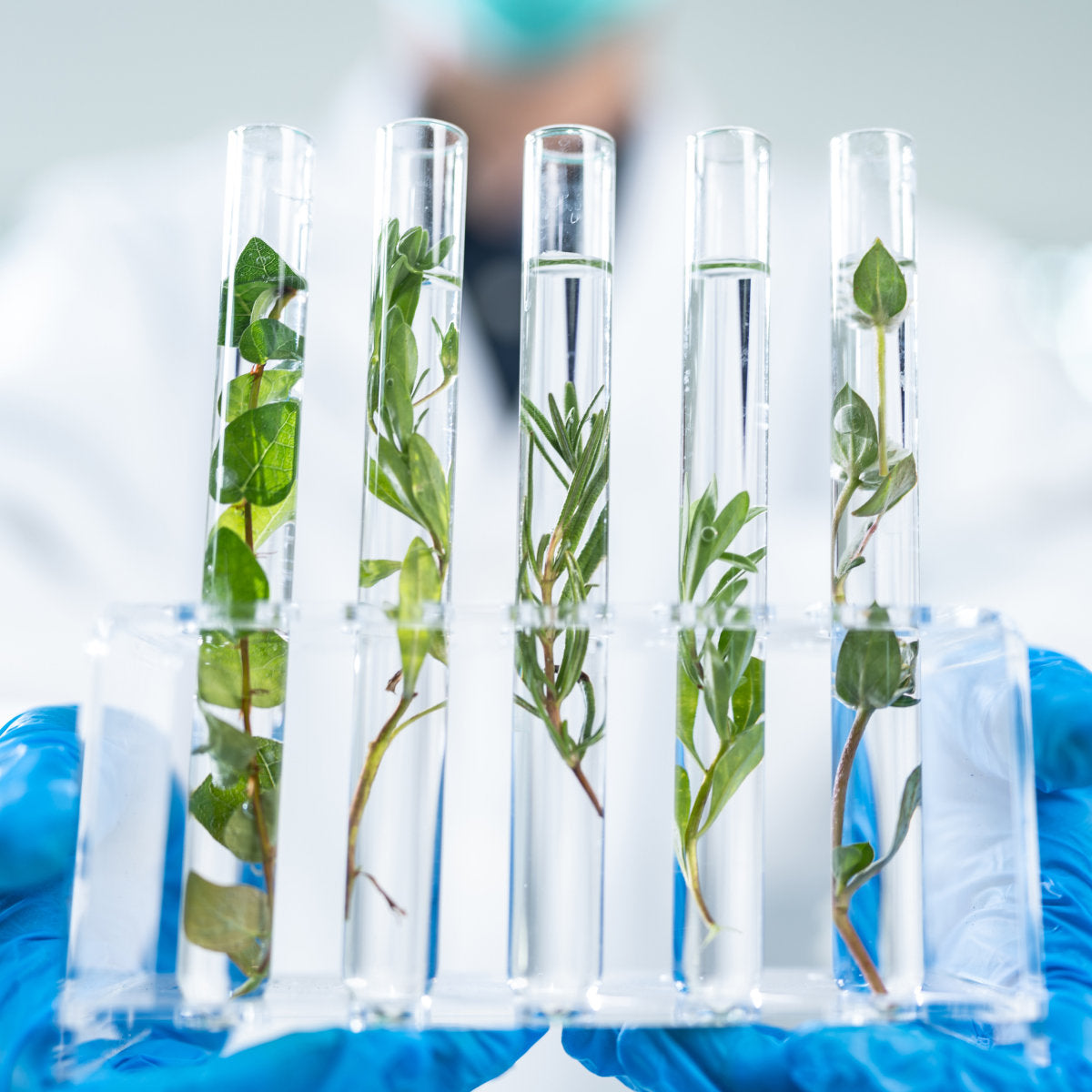 image of Nutrigenesis® lab grown plants in a test tube