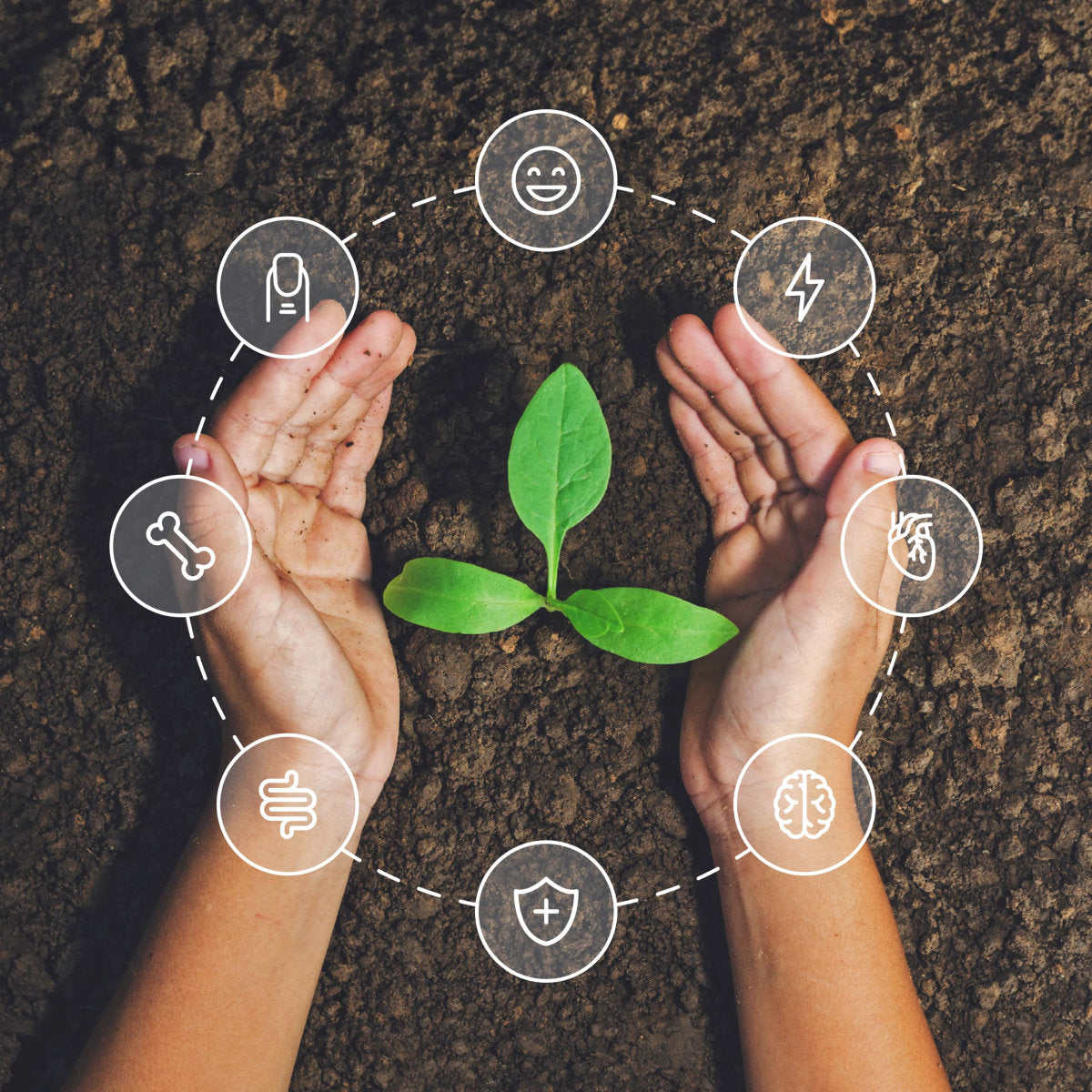 image of Nutrigenesis®