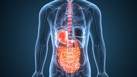 How Gut Health is Linked with Fat Loss