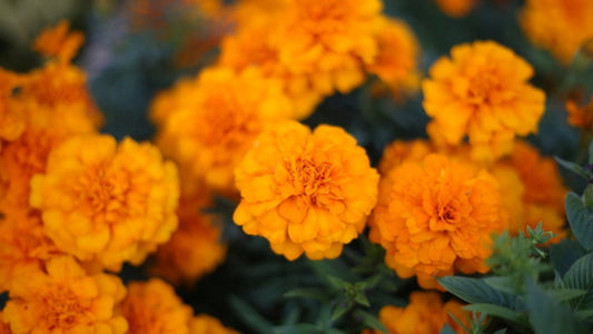 Lutein with Zeaxanthin: An Essential Eye-Health Pairing - A photo of orange mariogold flowers