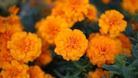 Lutein with Zeaxanthin: An Essential Eye-Health Pairing - A photo of orange mariogold flowers