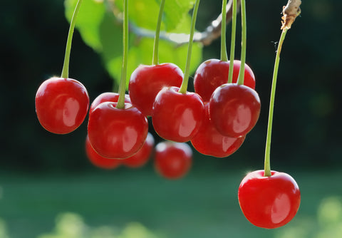 Montmorency Tart Cherry: Benefits for Sleep and Performance. A handful of cherries hanging