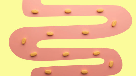 Best Probiotics for Constipation (2024 Update). Creative idea of probiotics capsules traveling down and being absorbed in small intestine. A drawing on a yellow background of a pink intestine. 