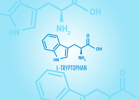 Why Does Tryptophan Make You Sleepy?