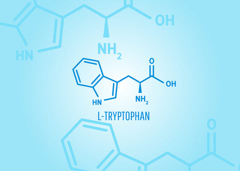 Why Does Tryptophan Make You Sleepy?