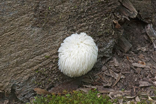 Lion’s Mane Mushroom Care