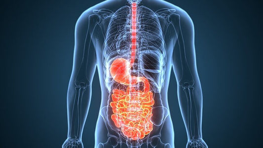 The Ultimate 2026 Guide to Gut Health for Men