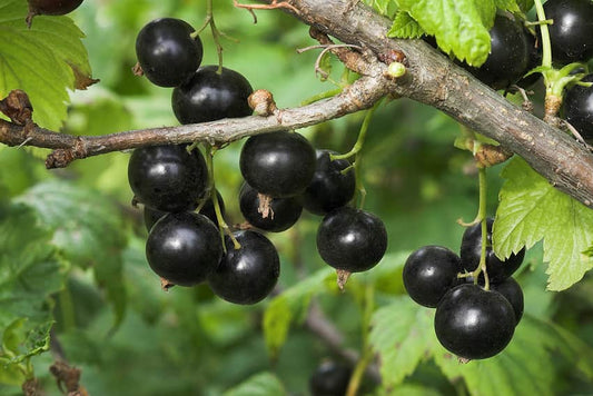 Black Currant: Benefits for Vision, Uses, and Side Effects