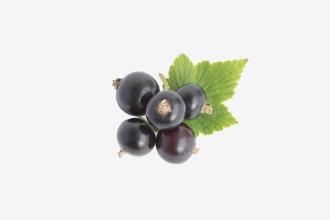 Dried Blackcurrant Extract: Benefits for Eyes and Health, Uses and Side Effects