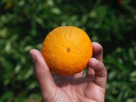 Is It Safe to Take Vitamin C Every day?