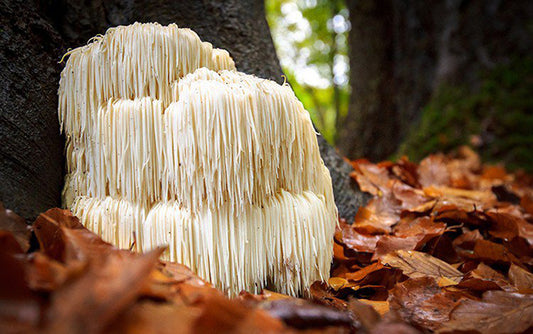 Lion's Mane Mushroom Taste: What does this medicinal mushroom taste like?