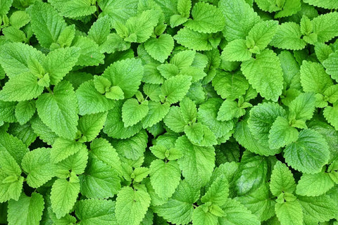 Is lemon balm anti-inflammatory? Fresh green mint leaves with textured surfaces, showcasing a dense, vibrant herbaceous plant from the mint family.