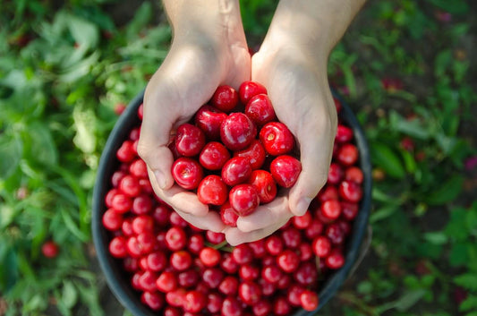 Tart cherries for arthritis. Hands holding ripe red cherries over a full harvest basket.