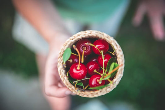 Tart cherry extract for Inflammation. Top view of ripe cherries in a hand held woven basket outdoors.