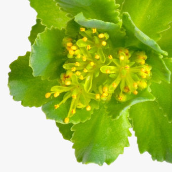 Image of Rhodiola Rosea