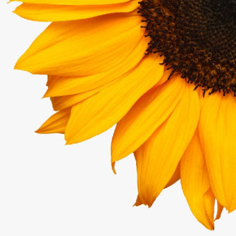 Image of sunflower