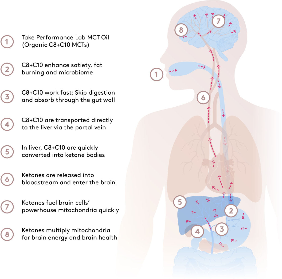 diagram explaining health  and performance benefits